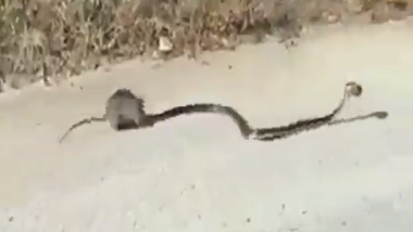 Viral Video: सापाच्या तोंडातून लहान पिल्लाला वाचवण्यासाठी उंदराची धडपड, व्हिडीओ सोशल मिडीयावर व्हायरल